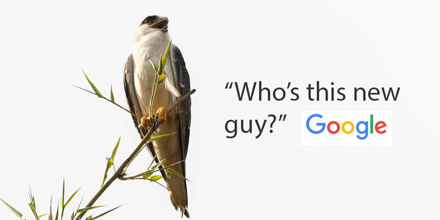 New guy in Google